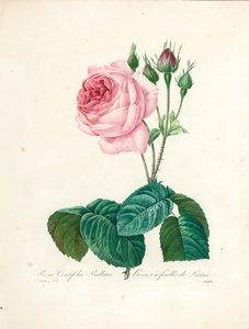 Rosa Centifolia Bullata, grawerowana przez Langlois, z „Wybór najpiękniejszych kwiatów i najpiękniejszych owoców”, tom. I, 1827-33